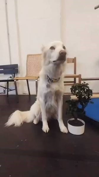 Linus